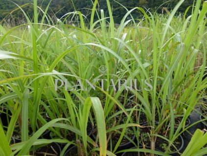 68772 ozdobnice cinska central park miscanthus sinensis central park kontejner o objemu 5 litru