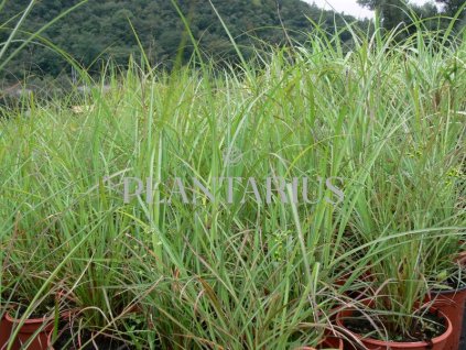 68775 ozdobnice cinska blutenwunder miscanthus sinensis blutenwunder kontejner o objemu 5 litru