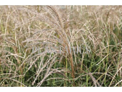 68778 ozdobnice cinska kleine fontane miscanthus sinensis kleine fontane kontejner o objemu 5 litru