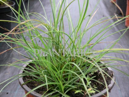 68781 ozdobnice cinska gnom miscanthus sinensis gnom kontejner o objemu 5 litru