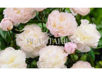 68793 pivonka belokveta shirley temple paeonia lactiflora shirley temple kontejner o objemu 5 litru