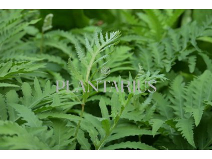 68832 zavritec citlivy onoclea sensibilis kontejner o objemu 5 litru