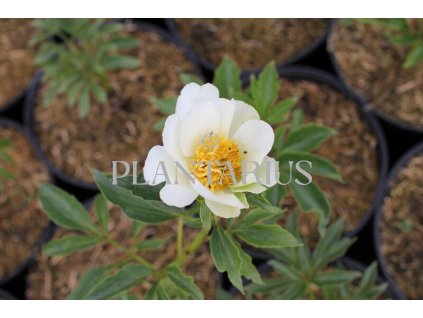 68907 pivonka belokveta white wings paeonia lactiflora white wings kontejner o objemu 5 litru