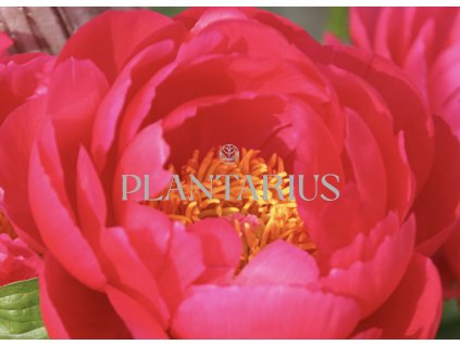 68910 pivonka belokveta ellen cowley paeonia lactiflora ellen cowley kontejner o objemu 5 litru