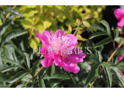 68916 pivonka belokveta best man paeonia lactiflora best man kontejner o objemu 5 litru