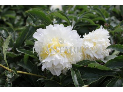 68919 pivonka belokveta cheddar cheese paeonia lactiflora cheddar cheese kontejner o objemu 5 litru