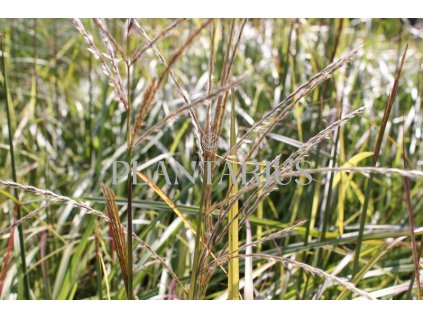 68922 ozdobnice cinska ruby cute miscanthus sinensis ruby cute kontejner o objemu 5 litru