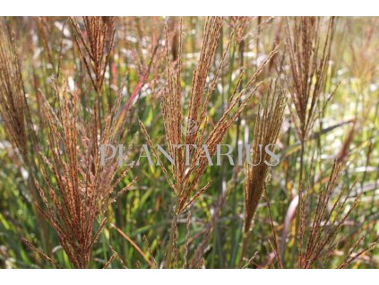 68928 ozdobnice cinska neil lucas miscanthus sinensis neil lucas kontejner o objemu 5 litru