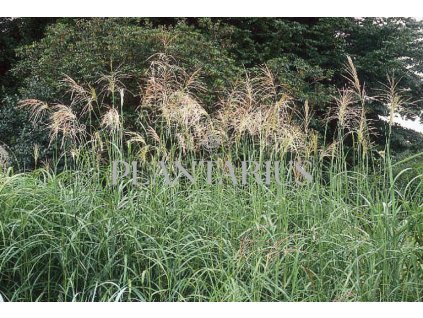 68937 ozdobnice cinska silberfeder miscanthus sinensis silberfeder kontejner o objemu 5 litru
