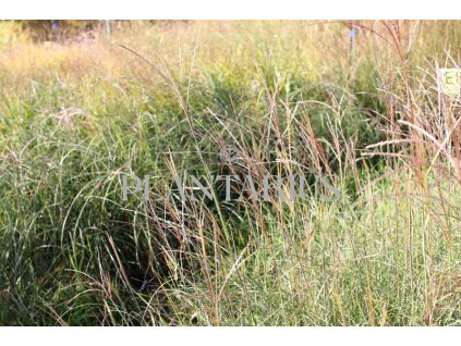 68952 ozdobnice cinska yakushima dwarf miscanthus sinensis yakushima dwarf kontejner o objemu 5 litru