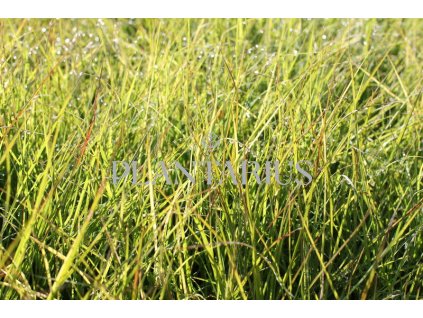 68970 ozdobnice cinska cute one miscanthus sinensis cute one kontejner o objemu 5 litru