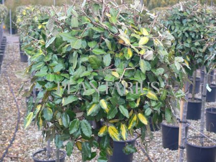 69015 hlosina pichlava maculata elaeagnus pungens maculata kontejner o objemu 5 litru