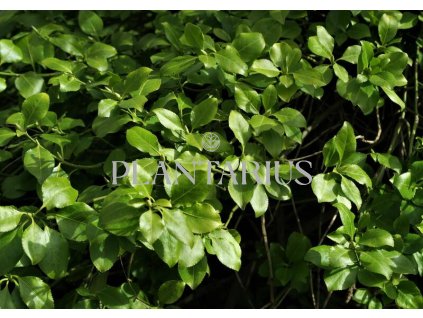 69018 brslen fortuneuv dart s blanket euonymus fortunei dart s blanket kontejner o objemu 5 litru