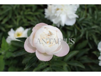 69024 pivonka belokveta miss amerika paeonia lactiflora miss amerika kontejner o objemu 5 litru