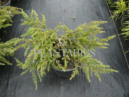 69039 jalovec obecny repanda juniperus communis repanda kontejner o objemu 5 litru velikost 10 20 cm