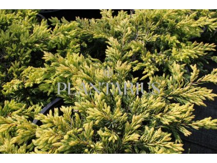 69042 jalovec obecny goldschatz juniperus communis goldschatz kontejner o objemu 5 litru velikost 10 20 cm