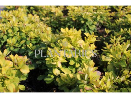 69138 dristal thunberguv green carpet berberis thunbergii green carpet kontejner o objemu 5 litru velikost 20 40 cm