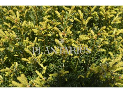 69150 tis cerveny taxus baccata kontejner o objemu 5 litru velikost 20 40 cm