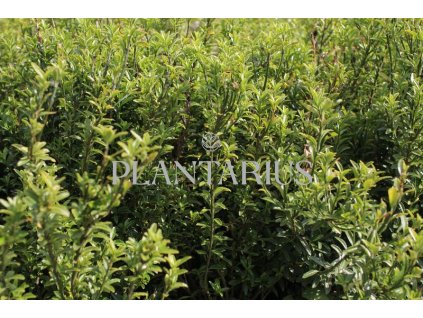 69183 brslen japonsky microphyllus pulchellus euonymus japonicus microphyllus pulchellus kontejner o objemu 5 litru velikost 20 40 cm