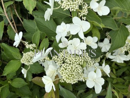 69228 hortenzie latnata levana hydrangea paniculata levana kontejner o objemu 5 litru velikost 40 60 cm