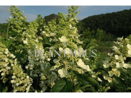 69243 hortenzie latnata unique hydrangea paniculata unique kontejner o objemu 5 litru velikost 40 60 cm