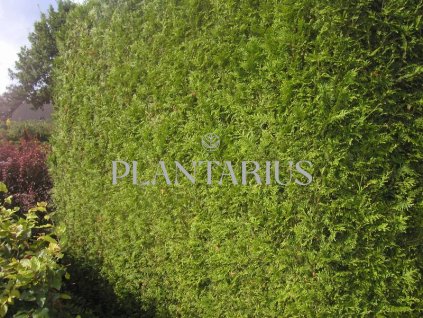 69435 zerav tuje rasnata thuja plicata kontejner o objemu 50 litru velikost 2 2 5 metru