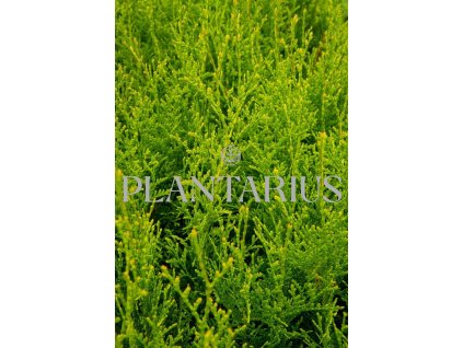 69441 zerav tuje zapadni king of brabant thuja occidentalis king of brabant kontejner o objemu 50 litru velikost 2 5 3 metry