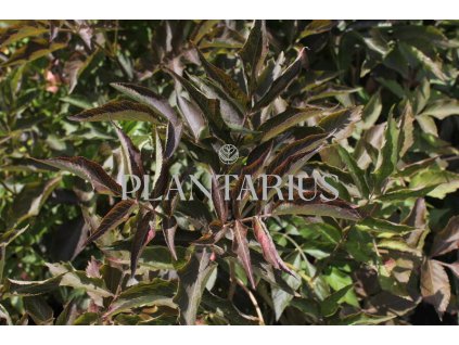 69489 bez cerny chocolate marzipan sambucus chocolate marzipan kontejner o objemu 7 5 litru