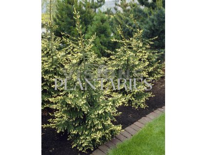 69528 smrk vychodni aurea picea orientalis aurea kontejner o objemu 7 5 litru velikost 40 60 cm