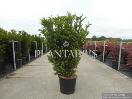 69552 tis prostredni hillii taxus media hillii kontejner o objemu 7 5 litru velikost 60 80 cm