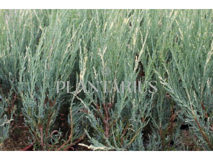 69555 jalovec skalni blue ivory juniperus scopulorum blue ivory kontejner o objemu 7 5 litru velikost 60 80 cm