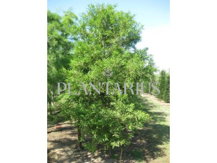 69564 tisovec dvourady taxodium distichum kontejner o objemu 7 5 litru velikost 80 100 cm