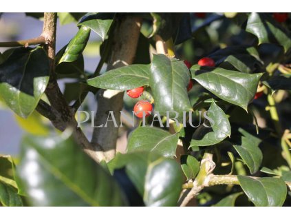 69591 cesmina obecna nellie r stevens ilex aquifolium nellie r stevens kontejner o objemu 90 litru velikost 2 5 3 metry