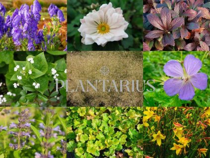 69600 trvalkovy zahon do polostinu barevna nezavislost barevna nezavislost k sestava rostlin