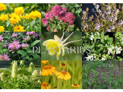 69627 trvalkovy zahon na slunce raj vcel raj vcel k sestava rostlin