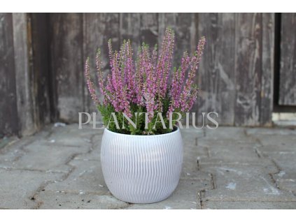 69786 vres obecny spring torch calluna vulgaris spring torch kvetnik o prumeru 10 5 cm velikost 10 20 cm