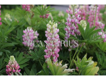 69810 lupina lupini pink shades lupinus polyphyllus lupini pink shades kvetnik o prumeru 11 cm