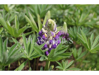 69813 lupina lupini blue shades lupinus polyphyllus lupini blue shades kvetnik o prumeru 11 cm