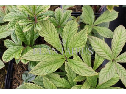 69858 rodgersie zperena rodgersia pinnata kvetnik o prumeru 11 cm