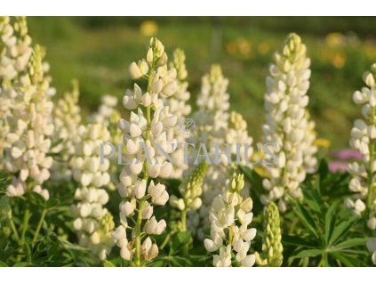 69864 lupina mnoholista lupini white lupinus polyphyllus lupini white kvetnik o prumeru 11 cm
