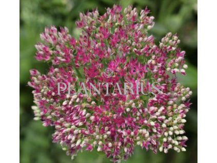 69891 rozchodnik nachovy surrender rose sedum telephium surrender rose kvetnik o prumeru 11 cm