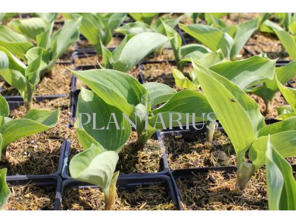 69921 bohyska sum and substance hosta sum and substance kvetnik o prumeru 11 cm