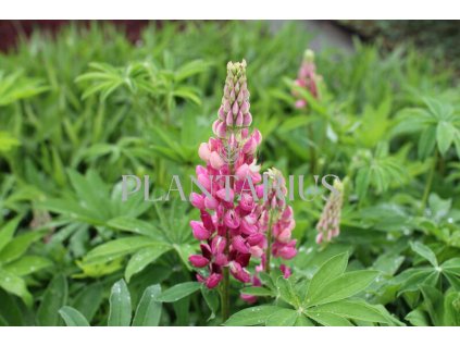 69993 lupina mnoholista russel schlossfrau rosa lupinus polyphyllus russel schlossfrau rosa kvetnik o prumeru 11 cm