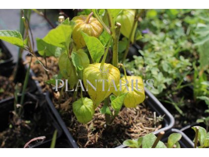 70029 mochyne zwerg physalis alkekengi zwerg kvetnik o prumeru 11 cm