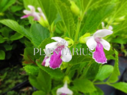 70110 medovnik medunkolisty royal velvet distinction melittis melissophyllum royal velvet distinction kvetnik o prumeru 11 cm