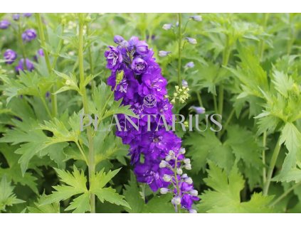 70116 ostrozka jupiter purple delphinium x cultorum jupiter purple kvetnik o prumeru 11 cm