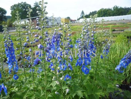 70119 ostrozka jupiter blue delphinium x cultorum jupiter blue kvetnik o prumeru 11 cm