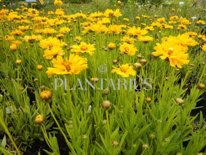 70122 krasnoocko velkokvete early sunrise coreopsis grandiflora early sunrise kvetnik o prumeru 11 cm