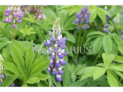 70128 lupina russel kastellan blau lupinus polyphyllus russel kastellan blau kvetnik o prumeru 11 cm