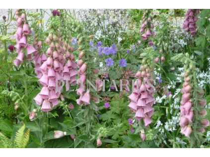 70131 naprstnik mertonuv digitalis x mertonensis kvetnik o prumeru 11 cm